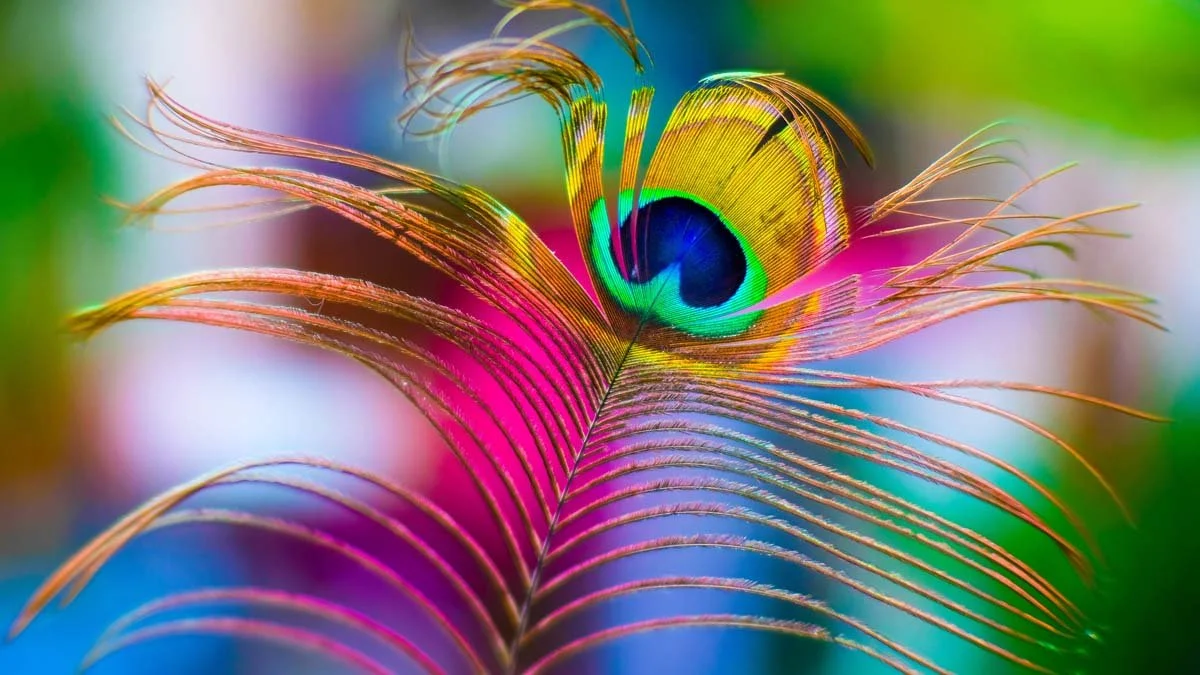 decorative