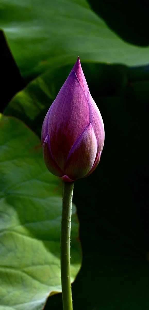 Decorative flower