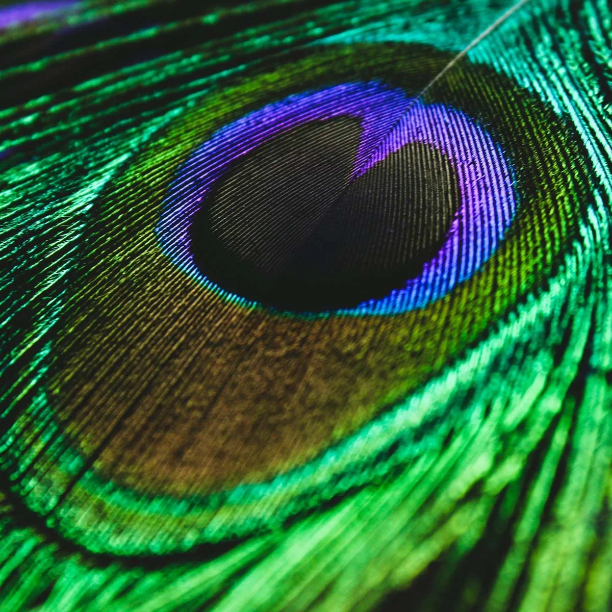 decorative