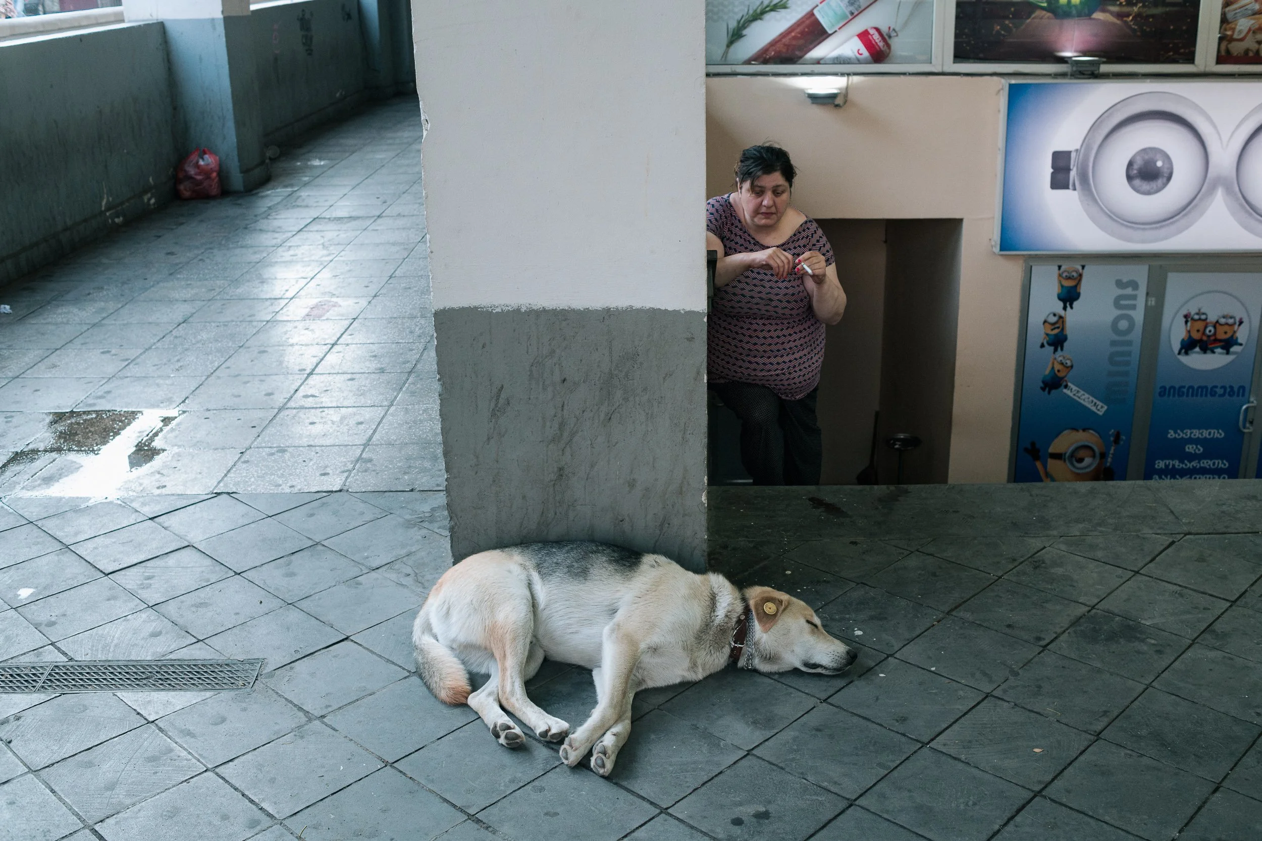  After a long night hemmed in between protestors and armour clad police, with the flashbang headache lingering and the acrid taste of tear gas still in my mouth, I found myself envying Tbilisi's riot dogs. They seemed to know when it was time to slee