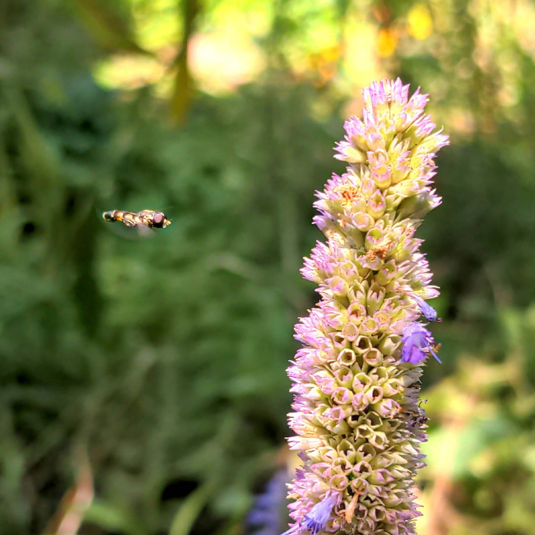 Learn about Native Plants with Gloria Dei Church