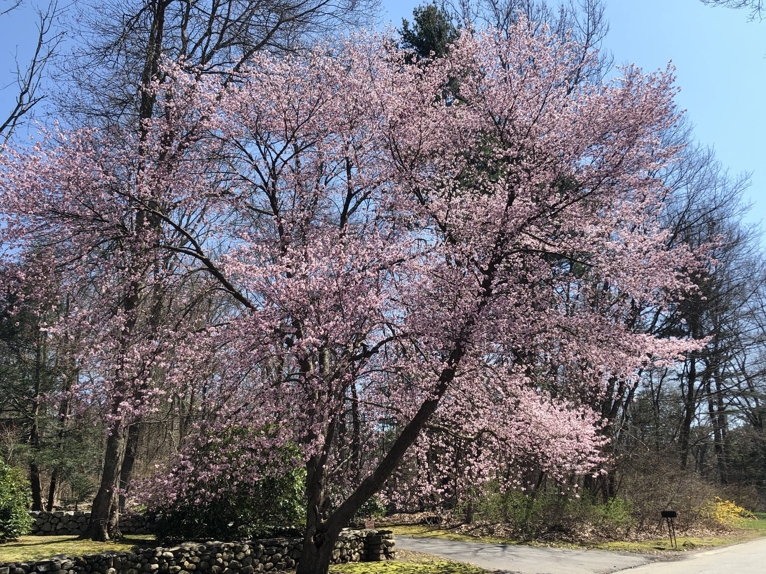 2020-4-19 Rvr Rd.JPG