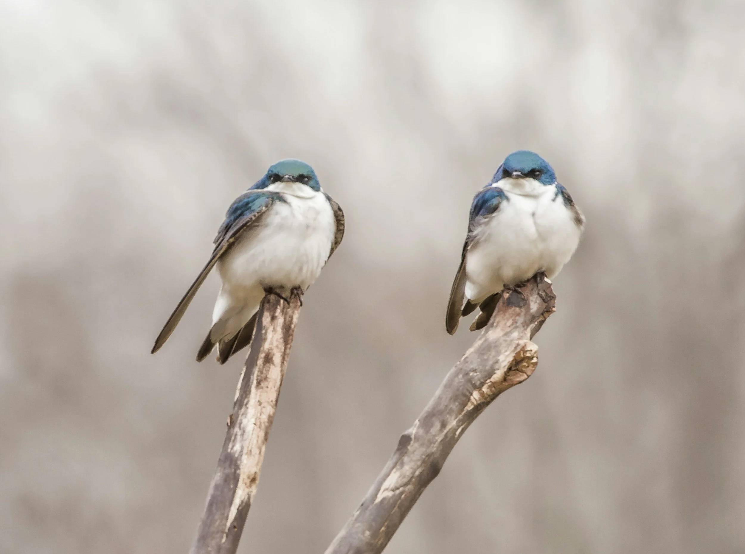 The Birds of Berkshire County
