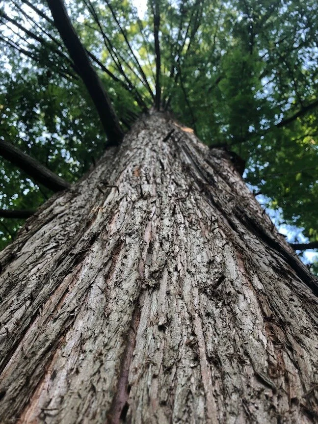Davey Planting Project offers  free seeds through Talking Trees podcast.