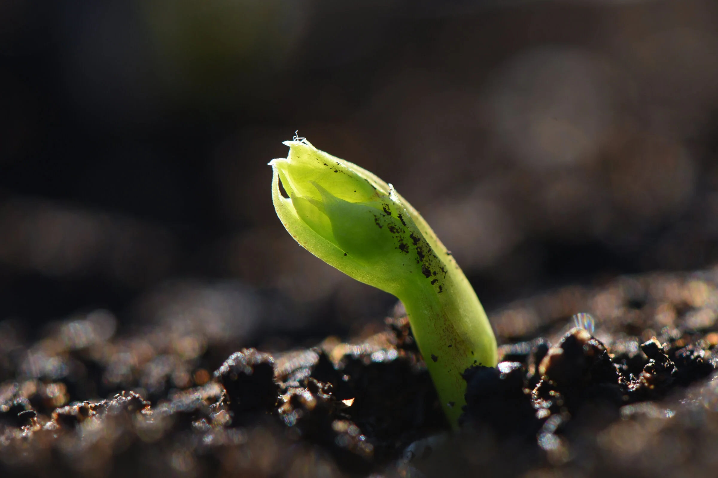 "How to Grow Your Own Vegetable Garden" Webinar Series Hosted by Doug