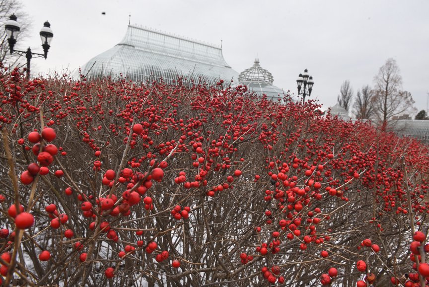 Trees and Shrubs with Colorful Fruit in Fall and Winter