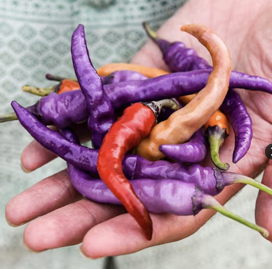 Screenshot 2026-01-17 at 12.41.24 PM.png