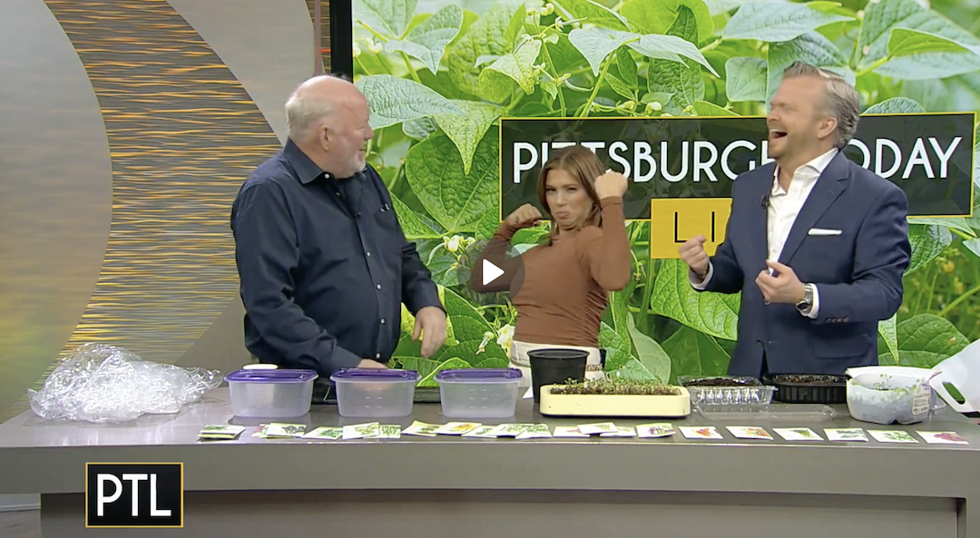 How to sow and harvest microgreens grown on the windowsill from PTL