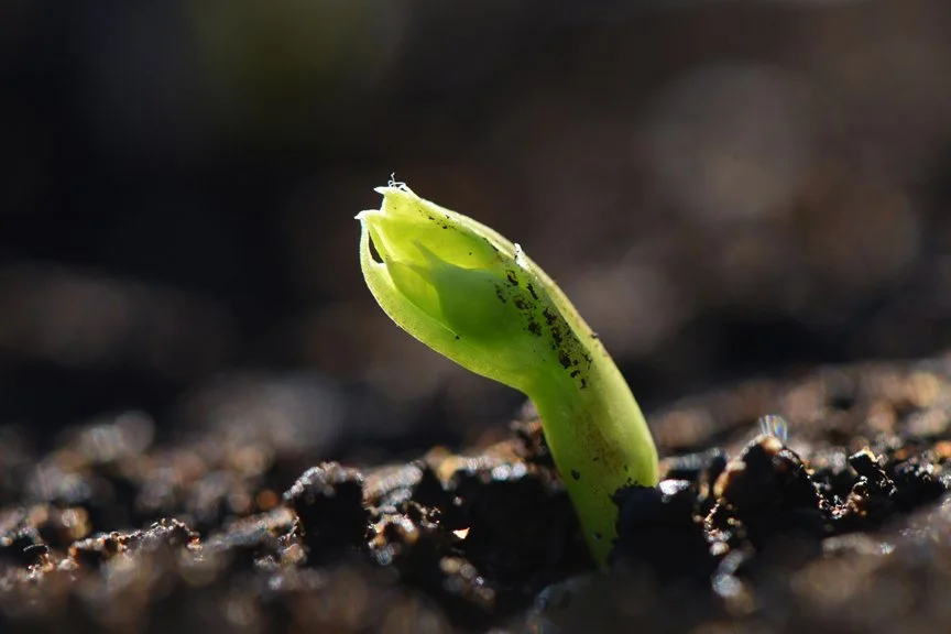 A Celebration of Seeds: 14th Annual Seed Swap Carnegie Library 3/7/26