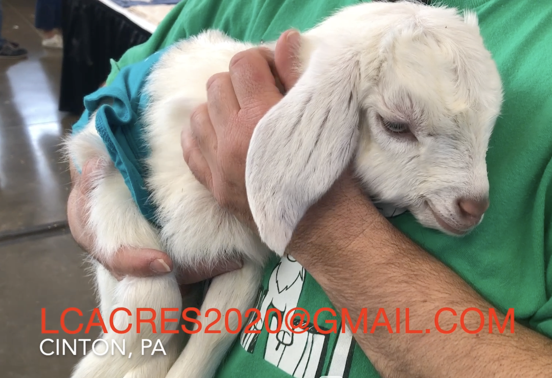 Free goat manure for the garden from 