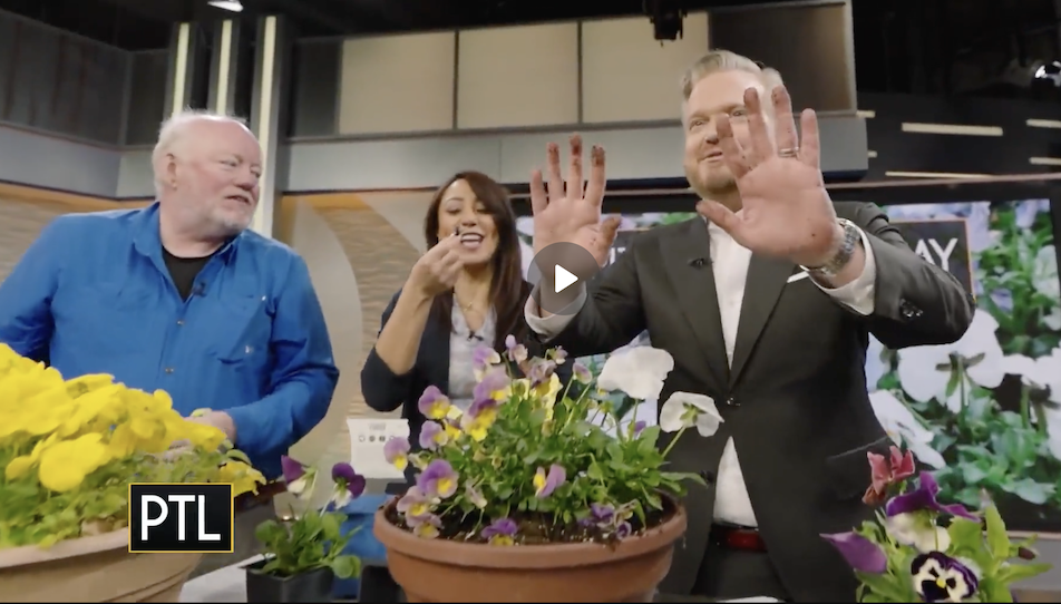 Planting pansies and violas on PTL