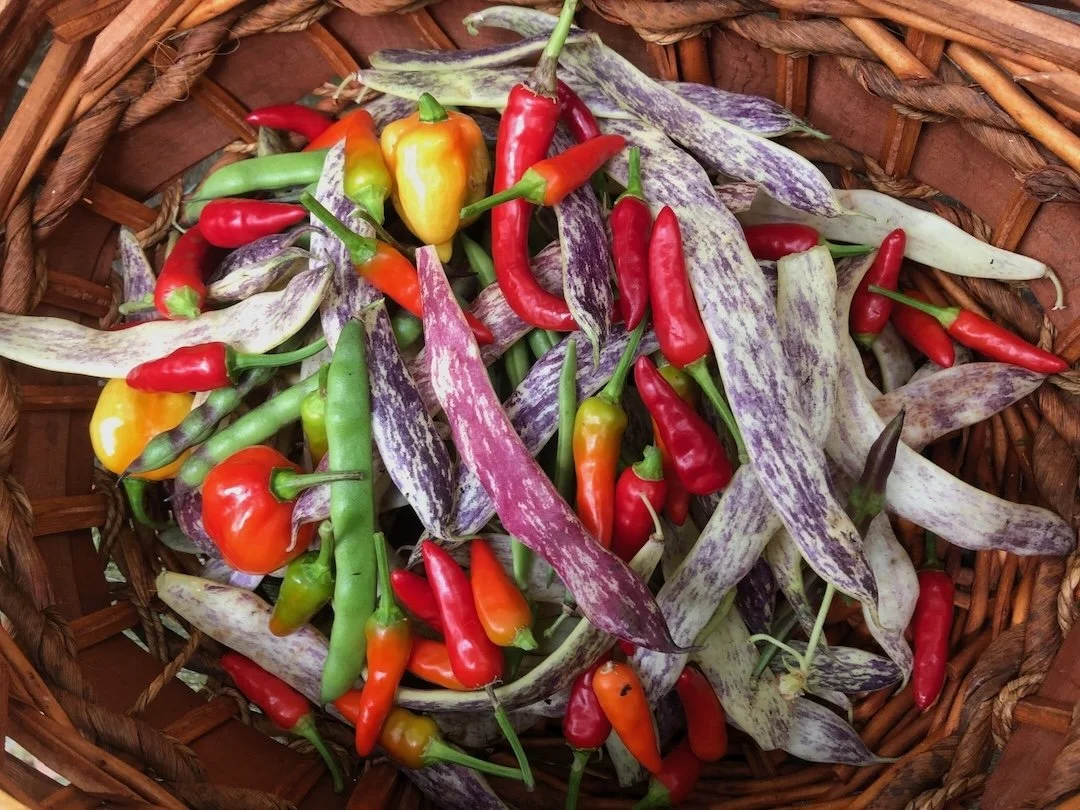 Free Online Spring Gardening Classes for Farm to Table Buy Fresh Buy Local