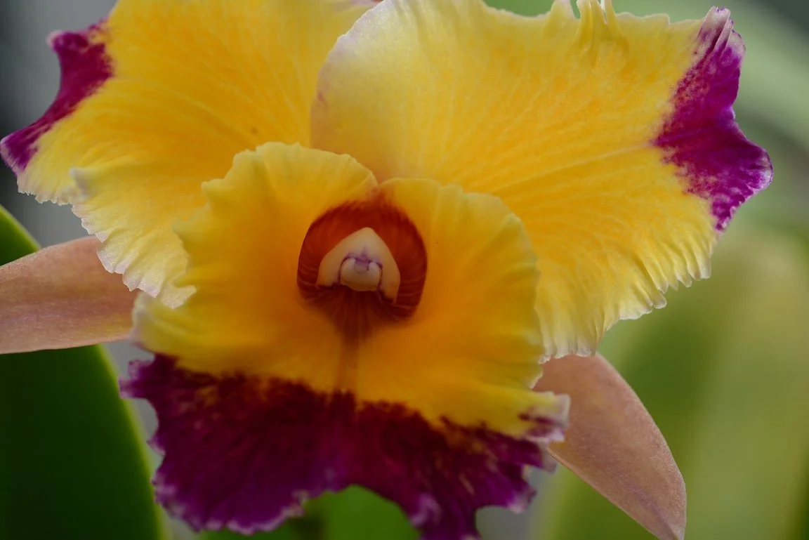 OSWP Orchid Show April 11-12, 2026