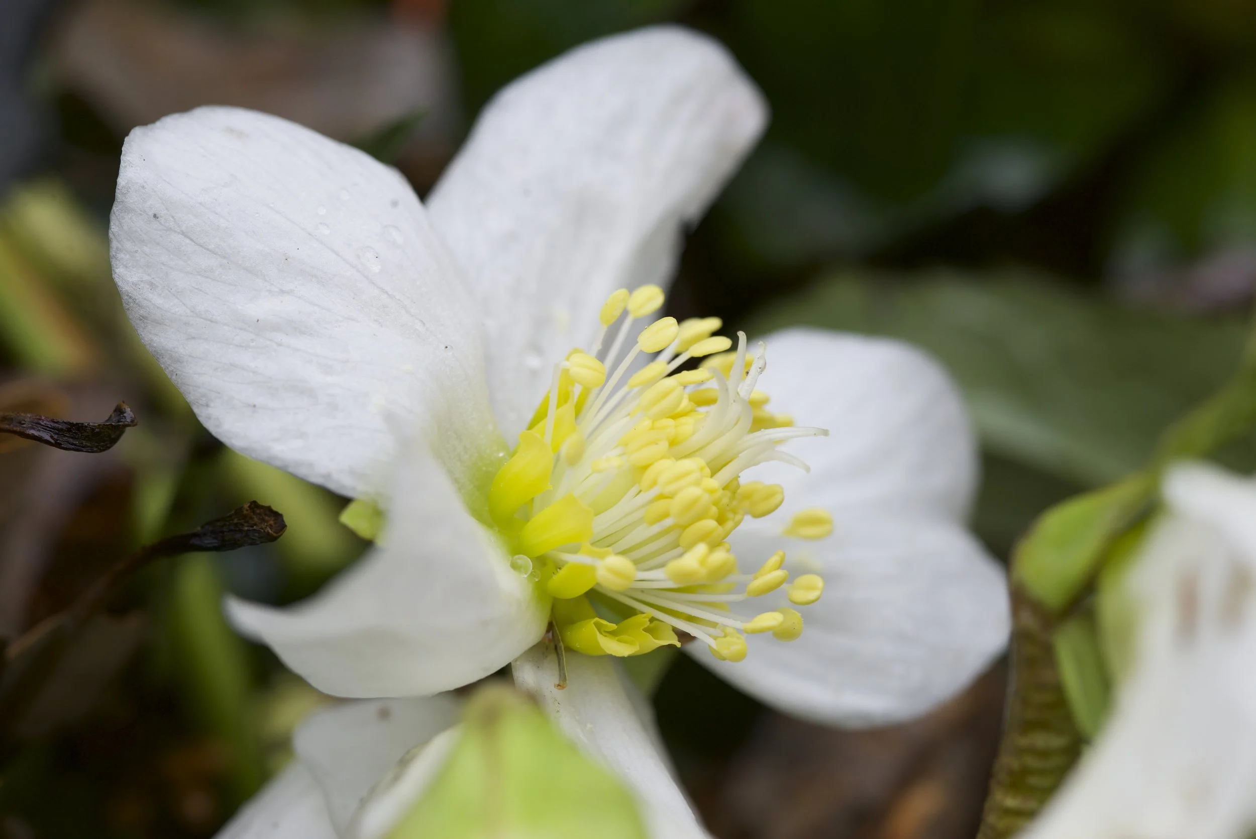 Garden pop-up, Soergel’s 4/19/26 Helleborus niger finally for sale!