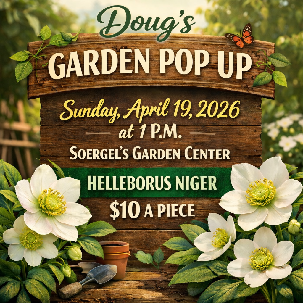Garden pop-up, Soergel’s 4/19/26 Helleborus niger finally for sale!