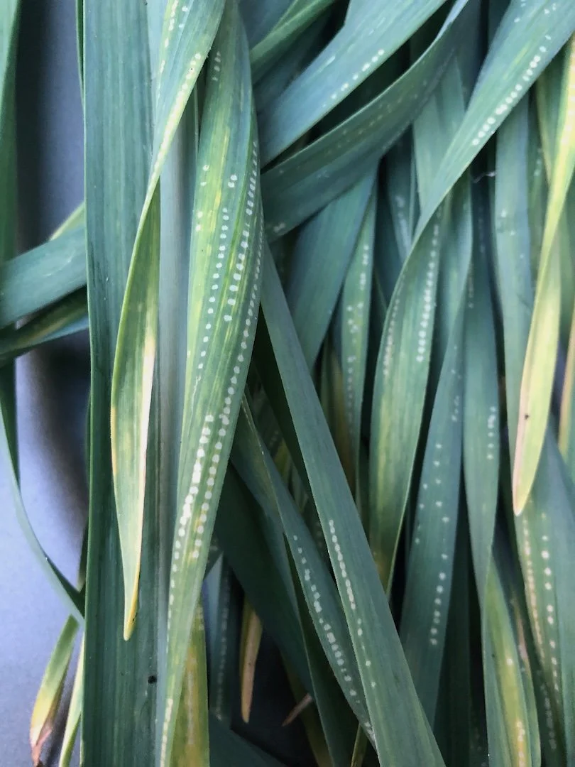 Allium leafminer discovered on Doug’s garlic, here’s what to do