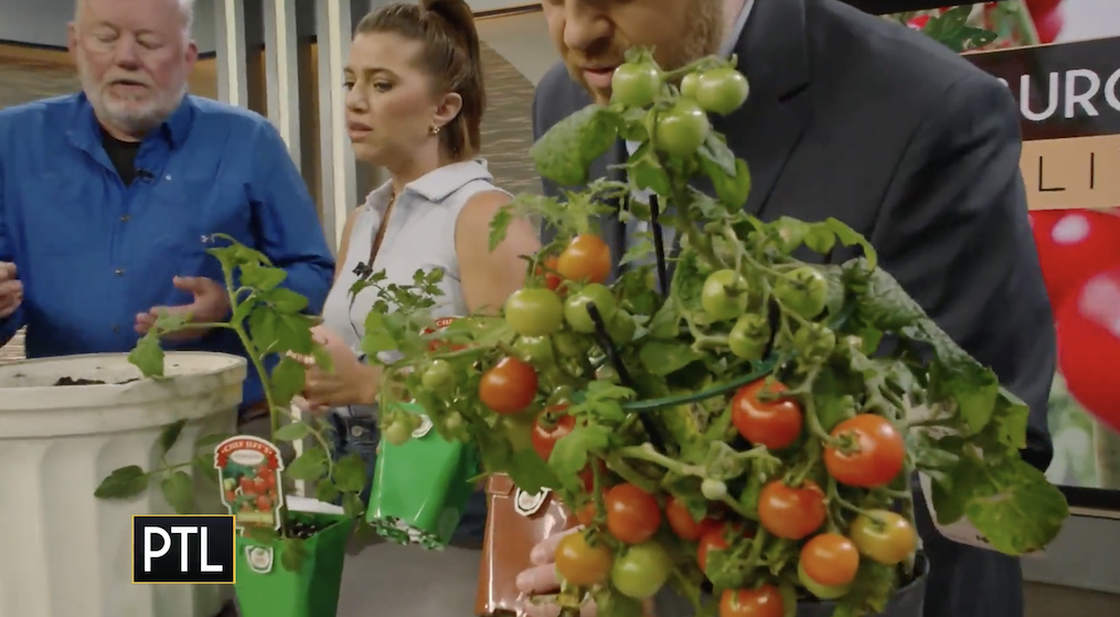 How to grow disease free tomatoes from Pittsburgh Today Live