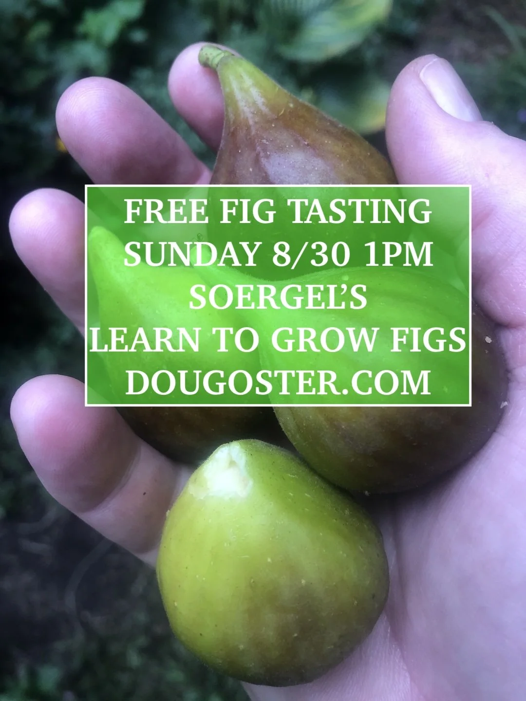 Free Fig Tasting with Doug 8/30/26 1pm Soergel’s Learn How To Grow Figs