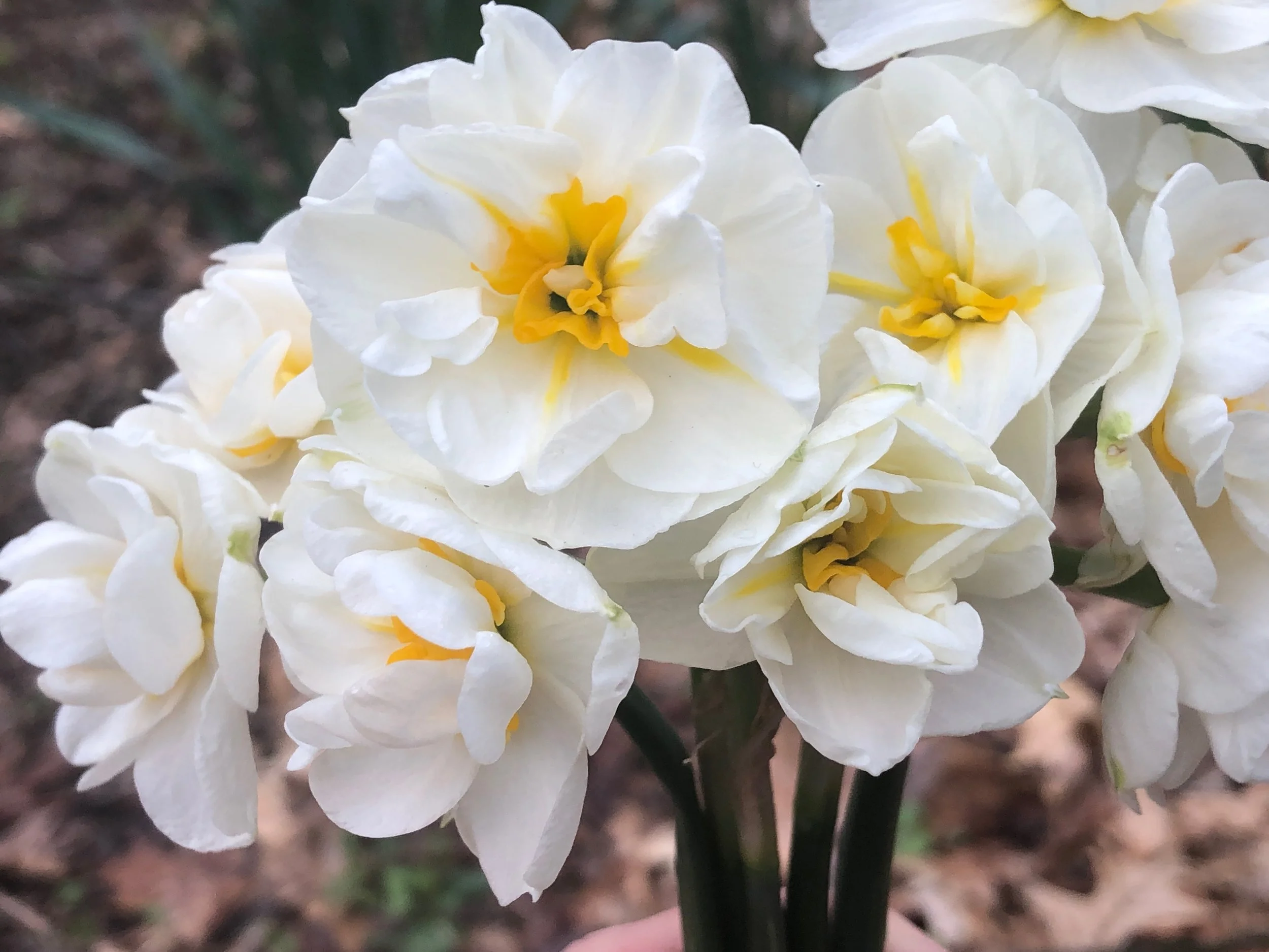 Info on Flowerbulb.eu from TOG 091326