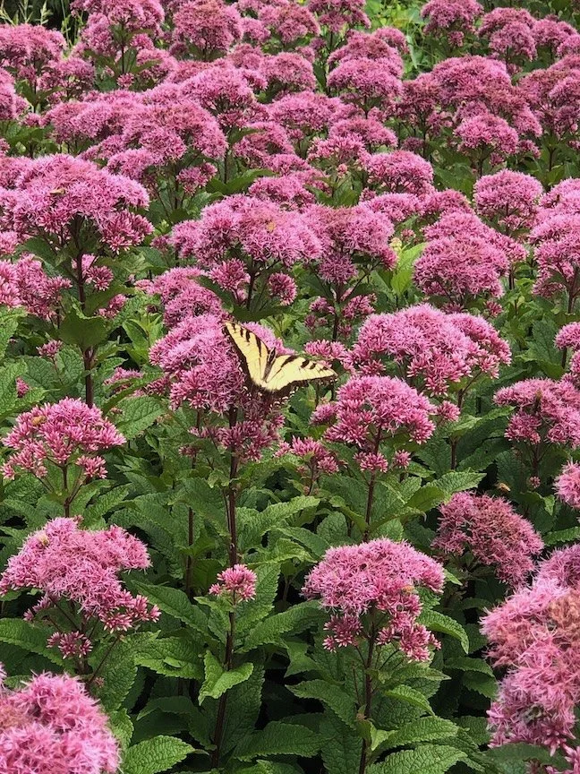Free fall gardening classes for Farm to Table Buy Fresh Buy local.