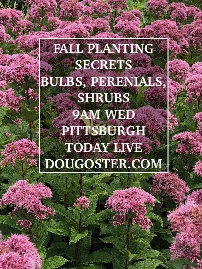 FALL PLANTING SECRETS ON PTL WED 9/23/26 9AM