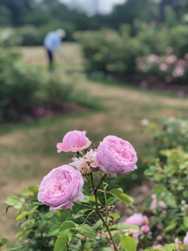 Free fall gardening classes for Farm to Table Buy Fresh Buy local.