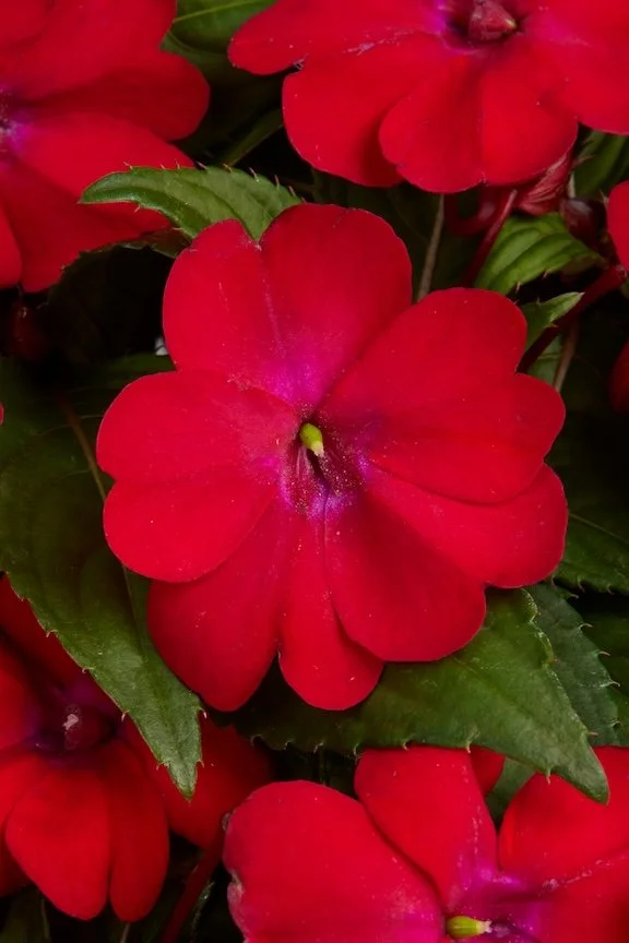 Solarscape-XL-Red-Glow-Bloom-Shot.jpg