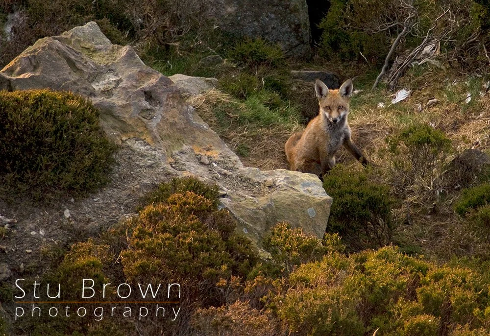 Fox Cub 2026.jpg