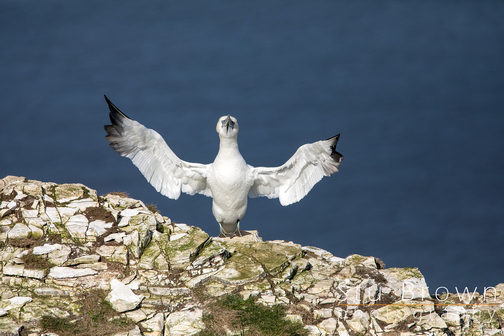 Gannet_At_RSPB_Bempton_Cliffs_North_Yorkshire.jpg