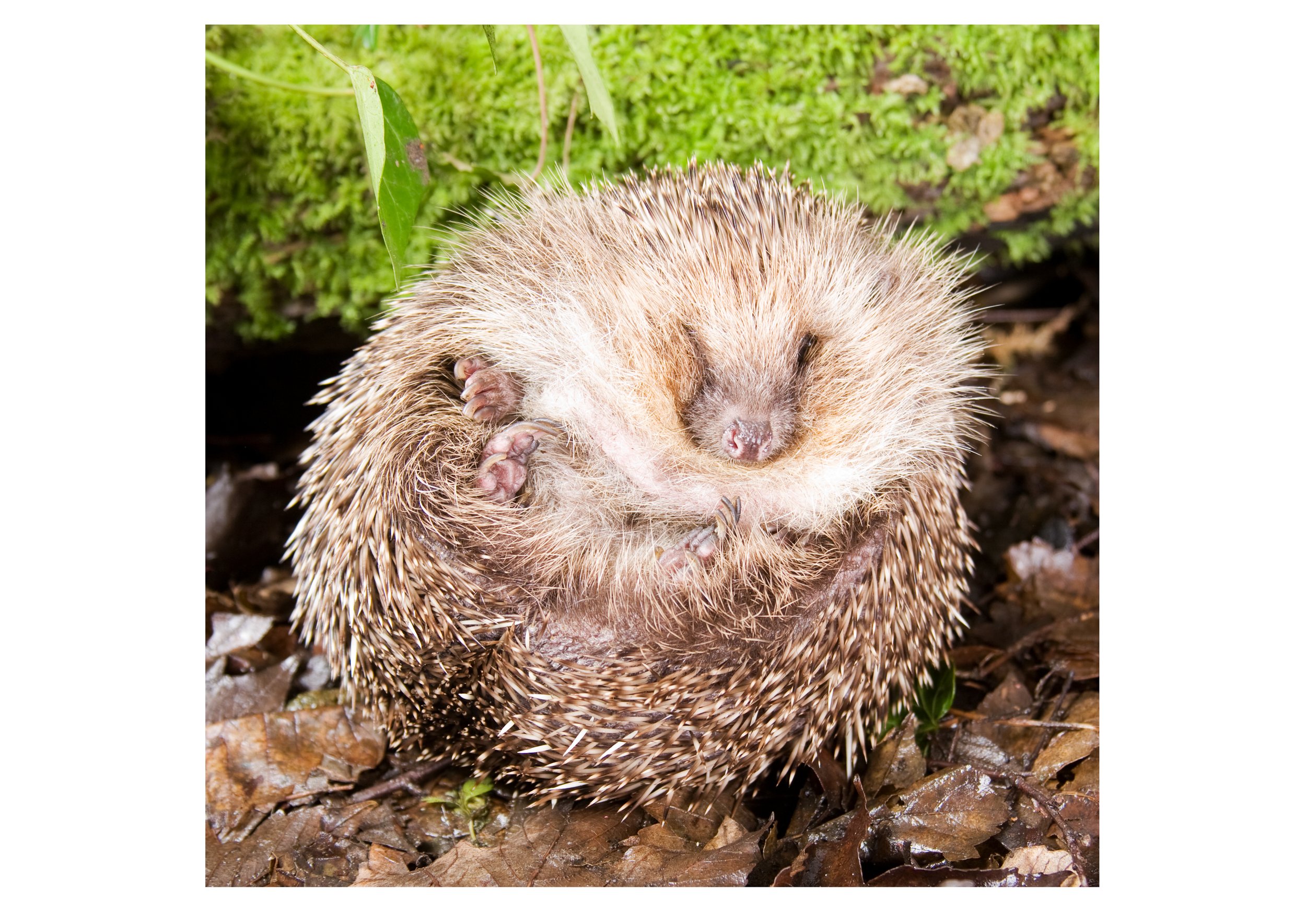 Hedgyhog2.jpg