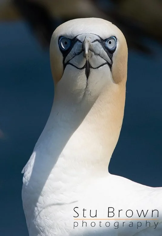 Portrait+of+a+Gannet.jpg