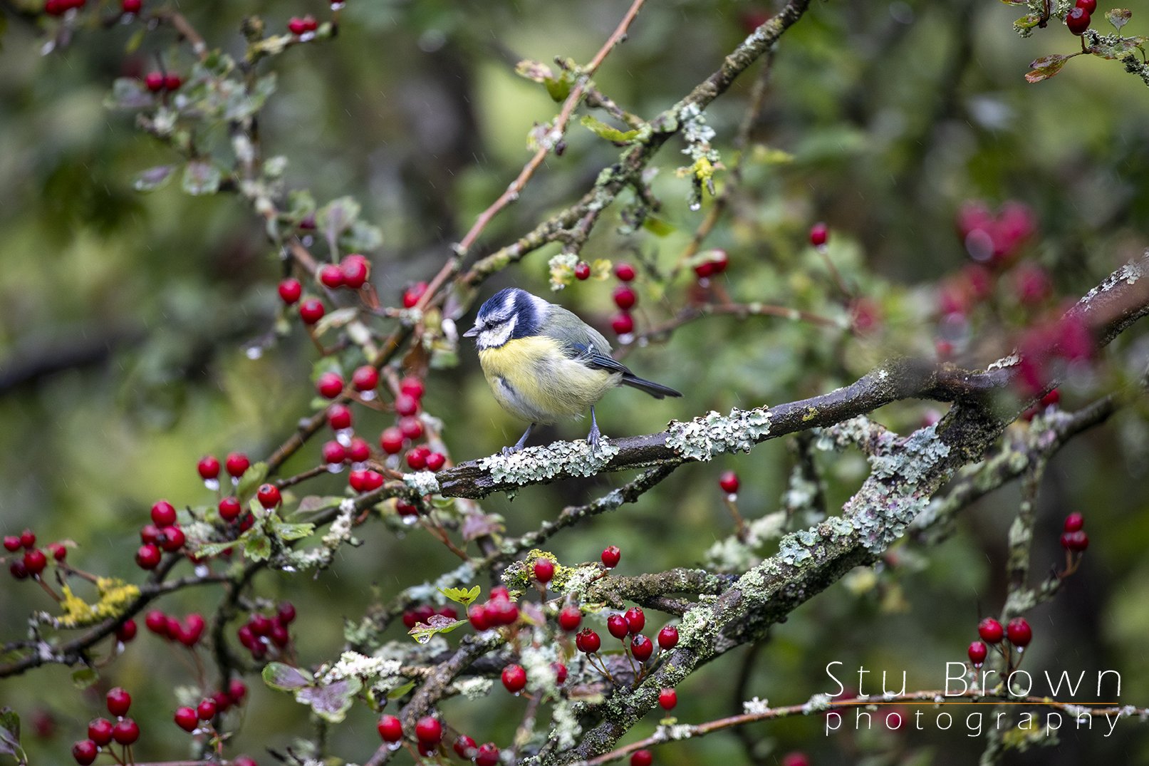 Blue tit one.jpg
