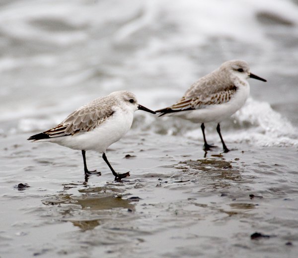 Sandling.jpg