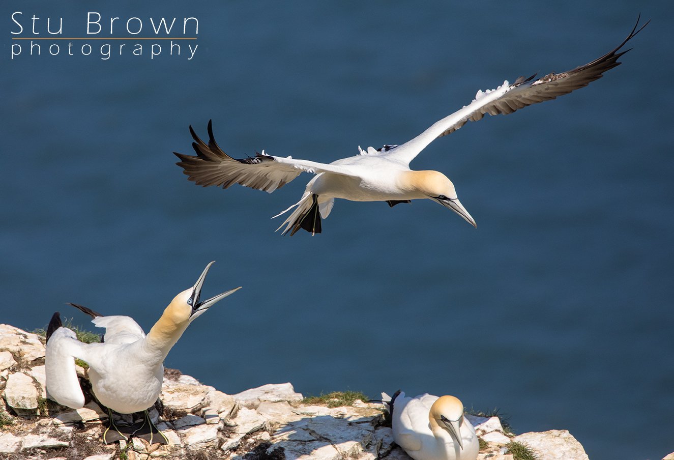 Gannet Fight.jpg