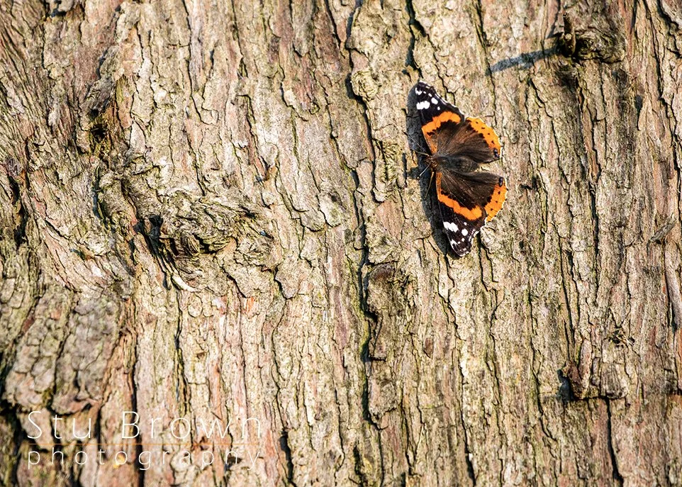 Red Admiral Butterfly.jpg