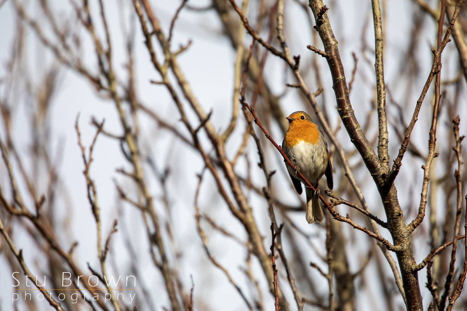 Male robin at RSPB Saltholme.jpg