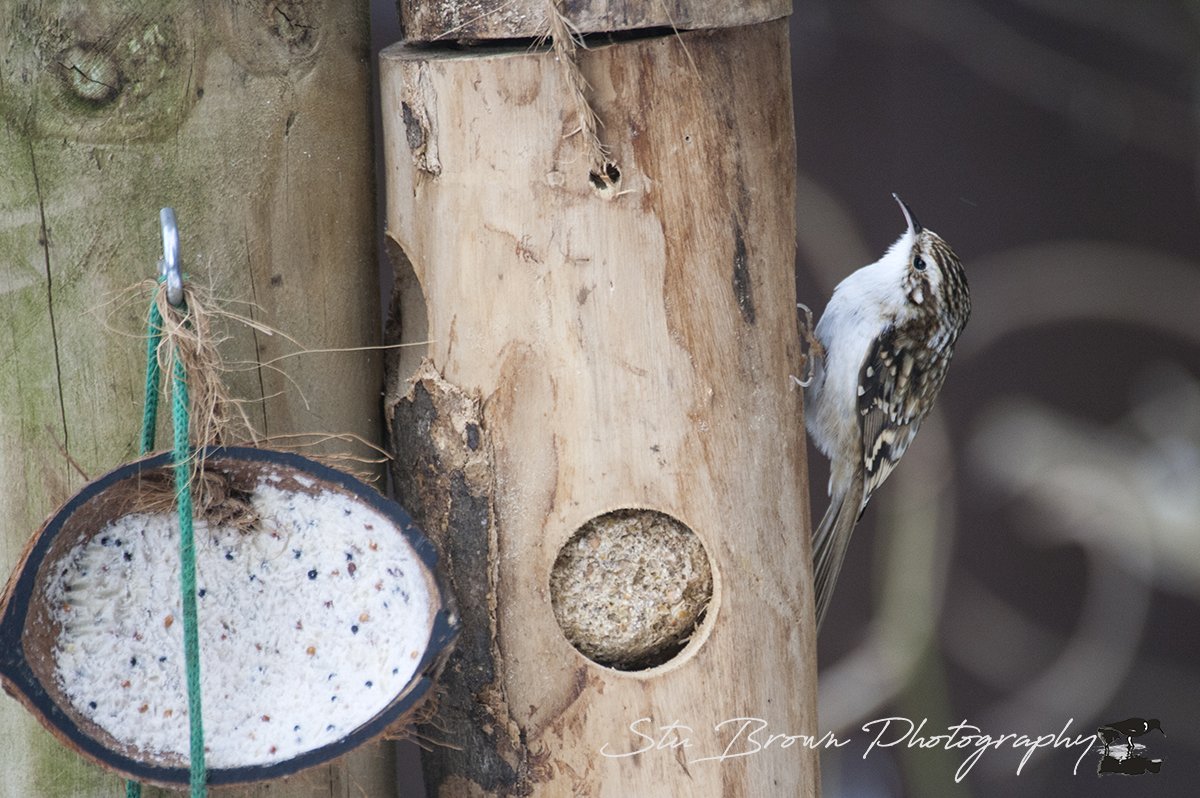 Treecreeper.jpg