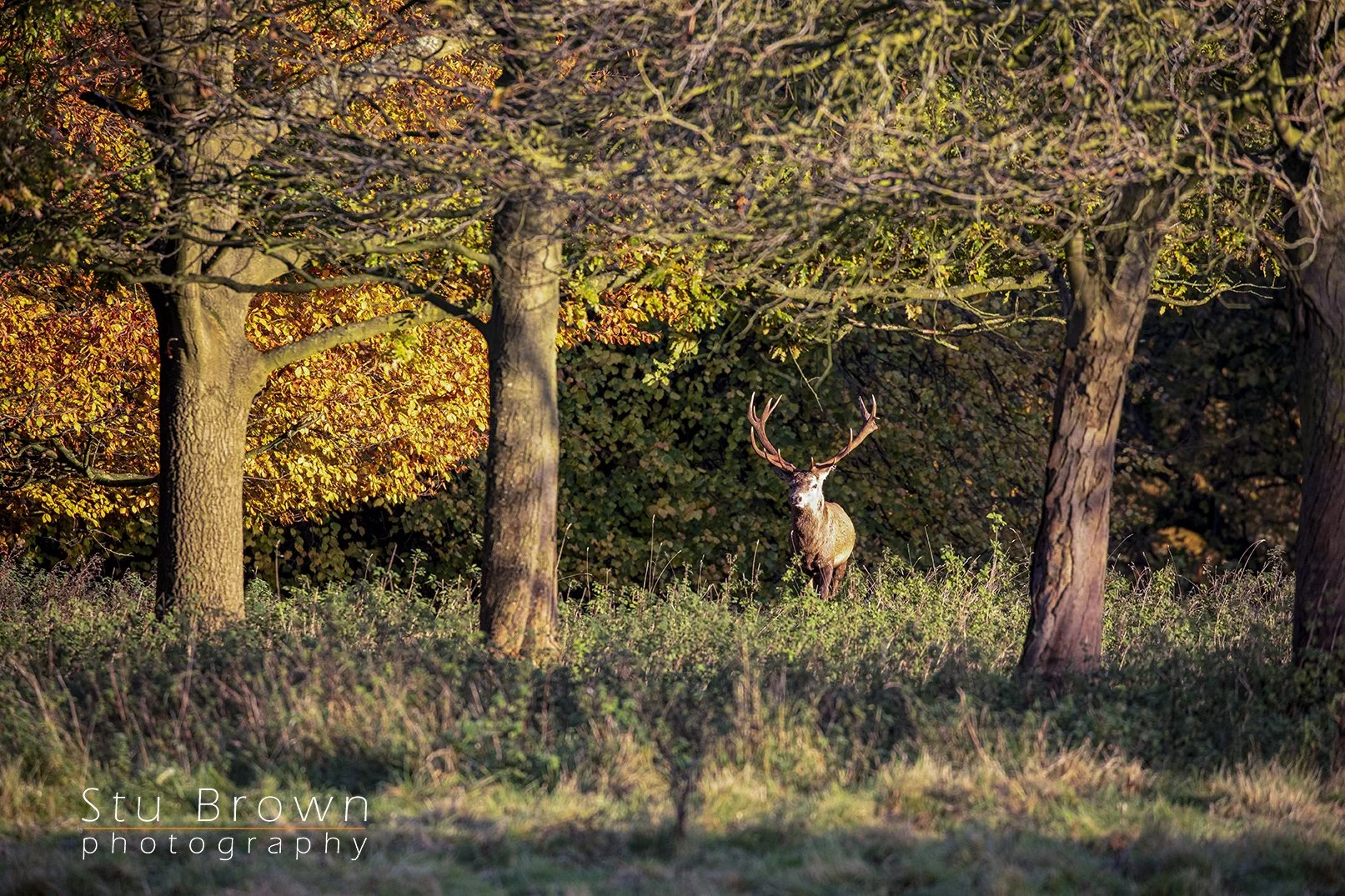 Stag At Studely deer park.jpg