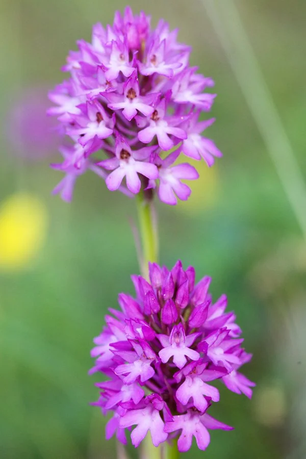 Prymidal orchid.jpg