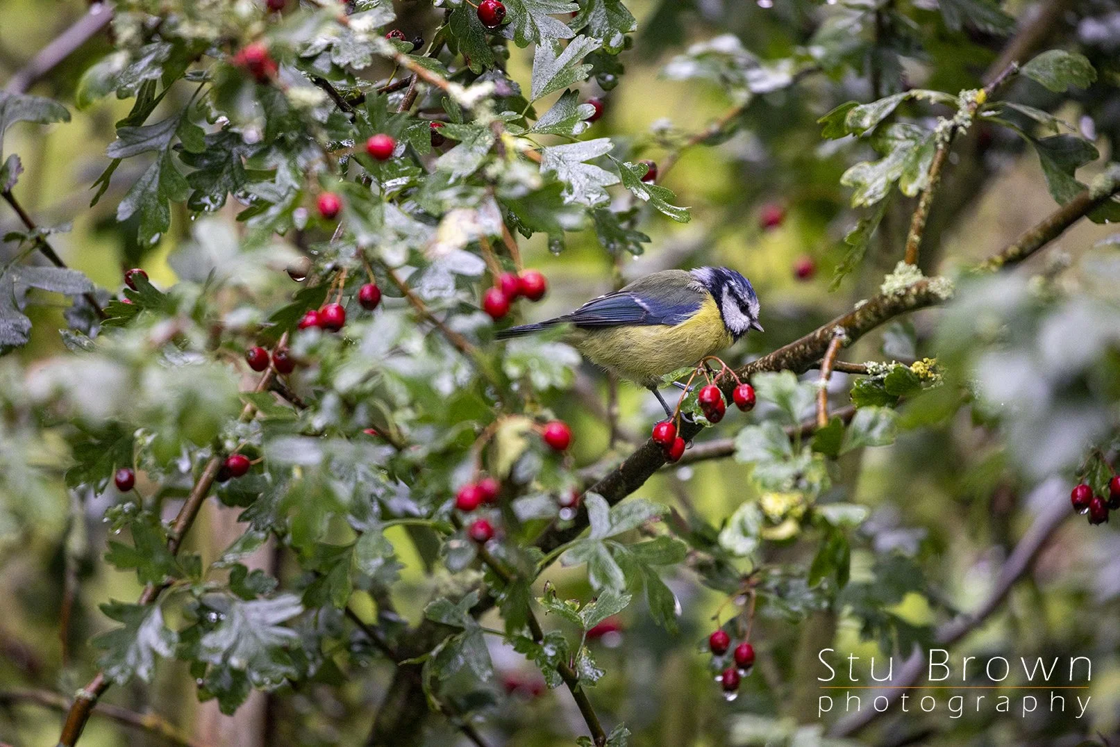Blue tit two.jpg