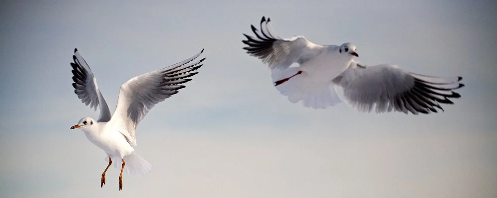 IMG_0383image.jpg