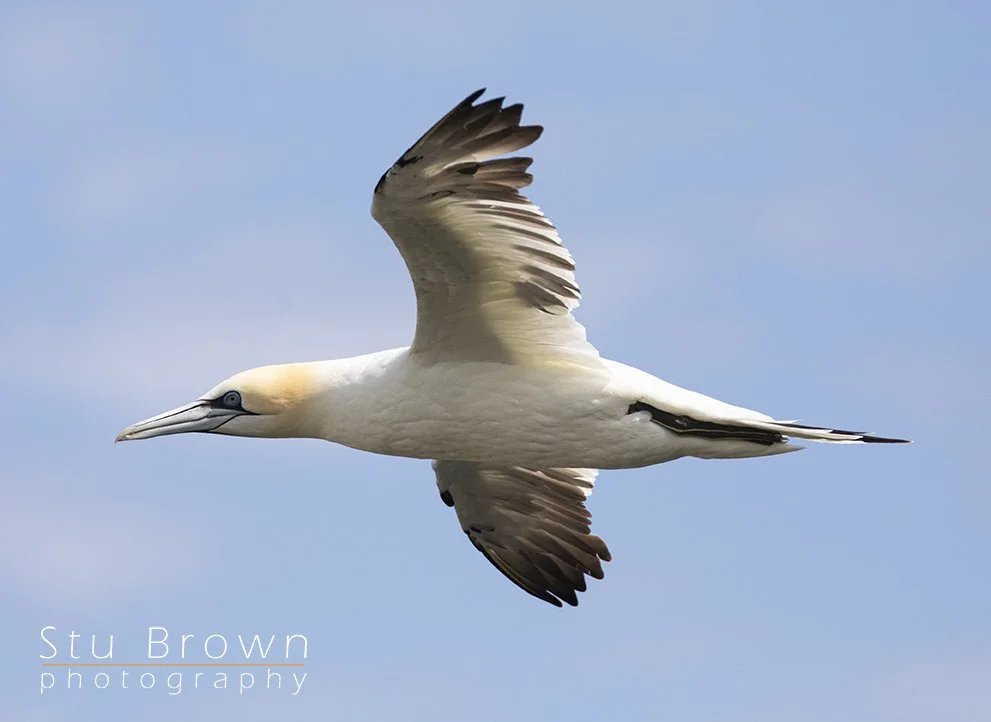 Gannet at RSPB Bempton.jpg