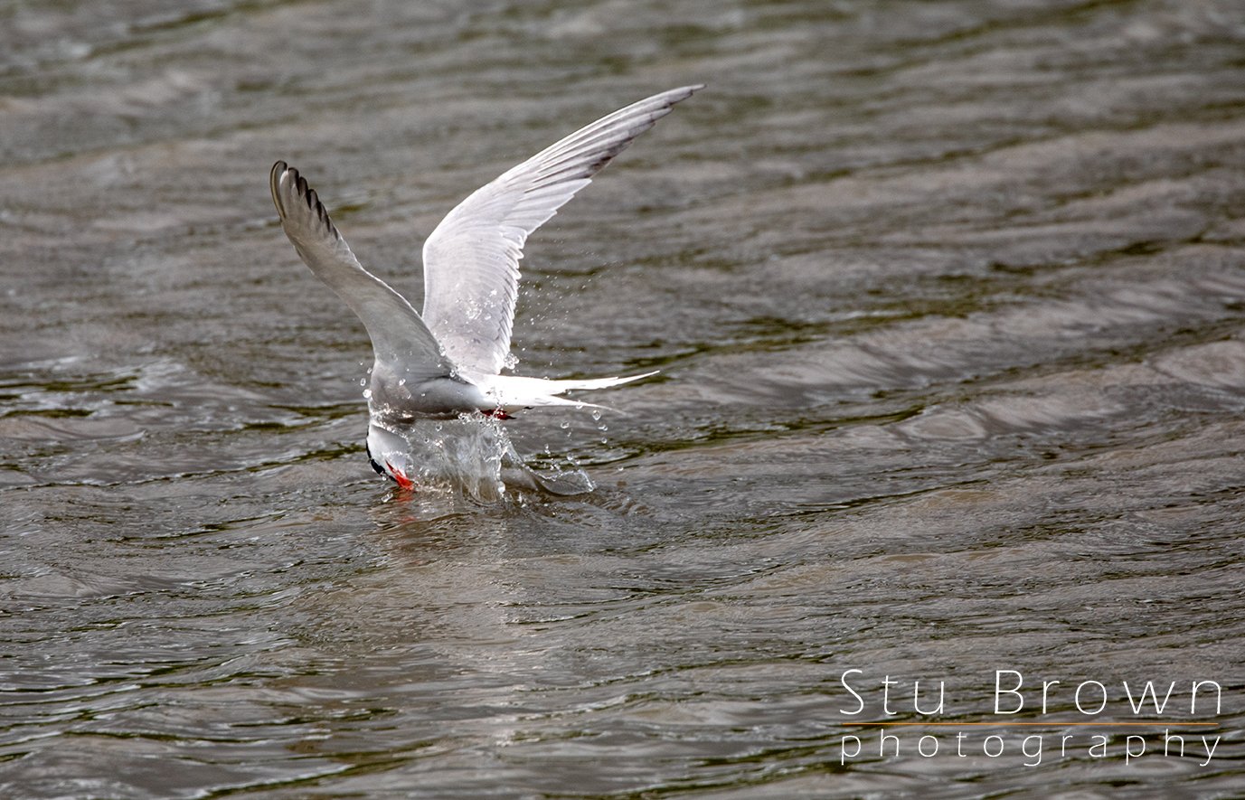Common Tern drinking.jpg