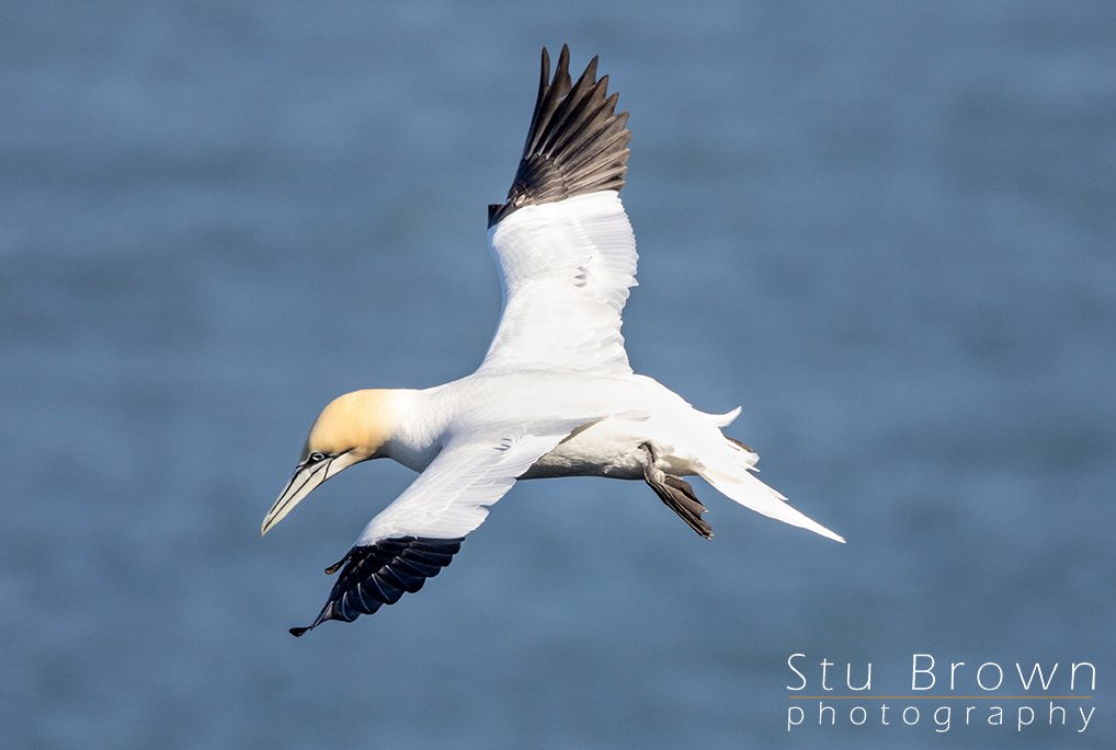 Gannet_in_flight_RSPB_Bempton.jpg
