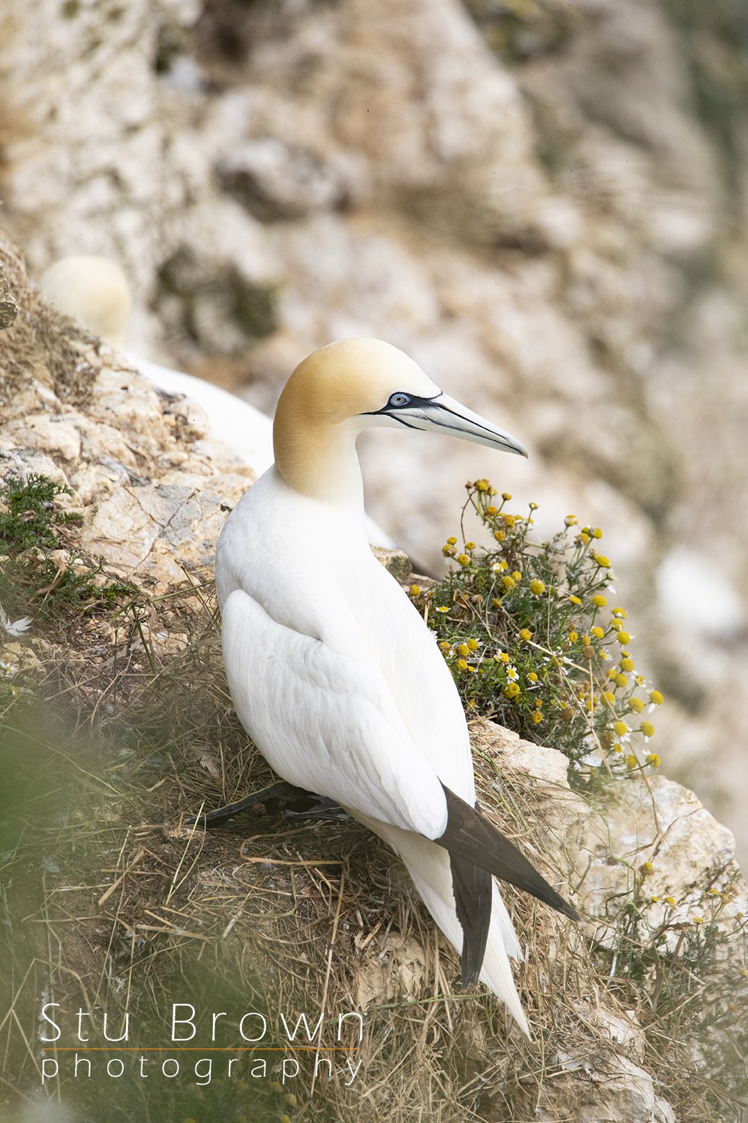 Gannets at RSPB BEmpton Cliffs.jpg