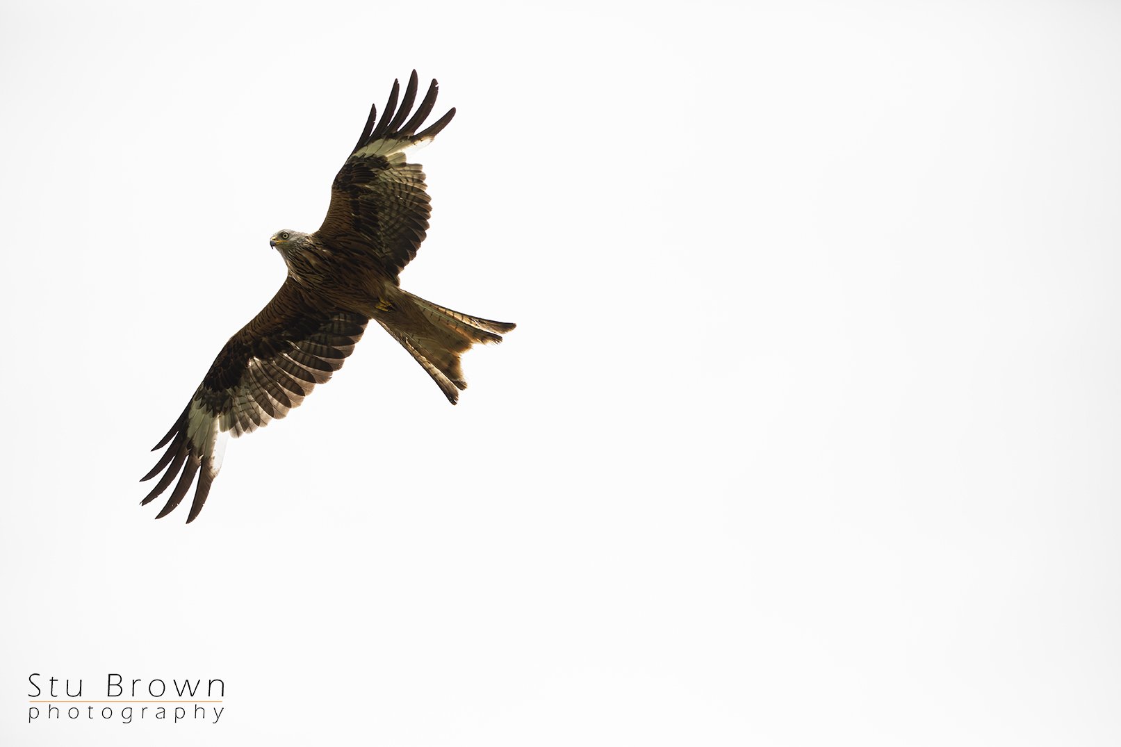 Red Kite.jpg