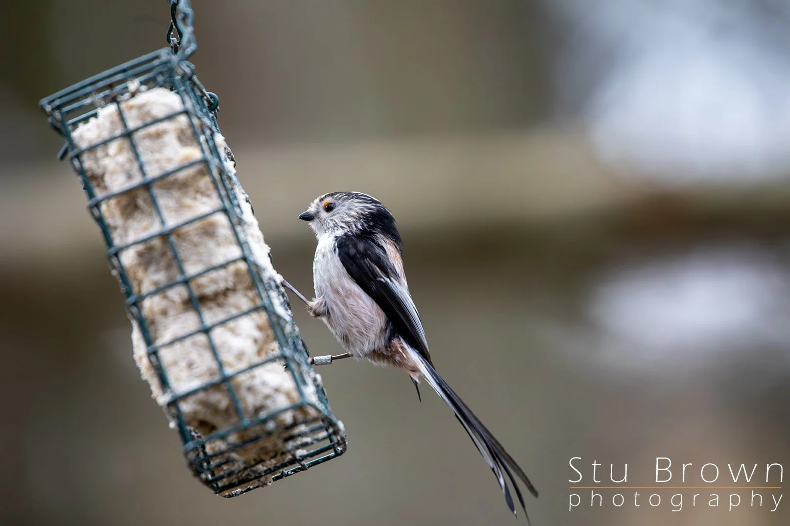 Long tailed tit.jpg