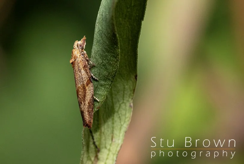 Macro Photography: Finding a Whole New World Close to Home