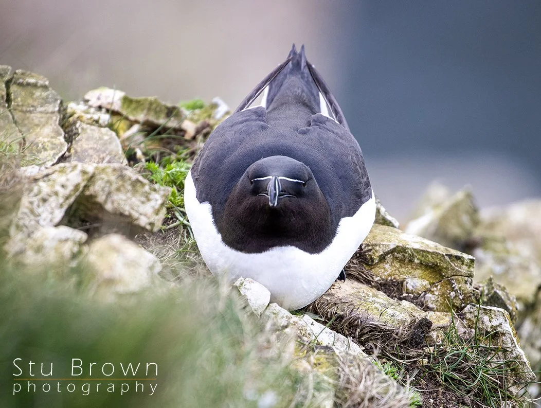 RSPB Bempton Cliffs – Small, Characterful and Completely Captivating