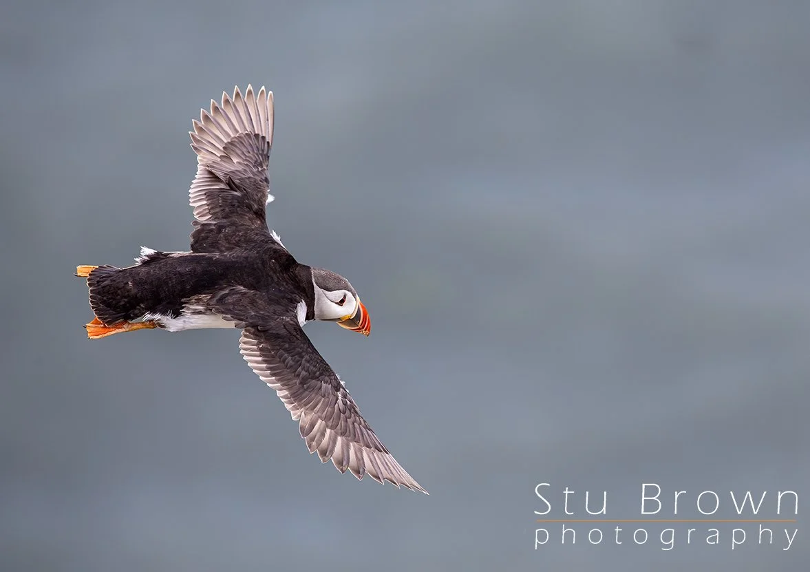 Photographing Puffins in Flight at RSPB Bempton Cliffs – When the Wind Becomes Your Friend